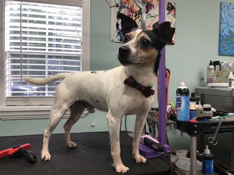 Groomers in valdosta ga - Canine Designs, Valdosta, Georgia. 497 likes · 66 were here. Canine Designs is a well established locally owned grooming salon. We specialize in safe, stress free grooming for dogs. Sherri (owner),... 
